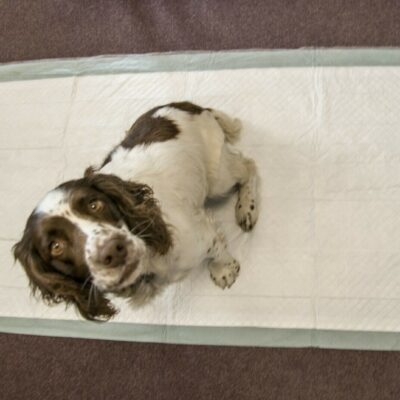 20 Extra Large Dog Pet Toilet Training Wee Absorb Mat 2x4 Fleece Liner 150x80 cm