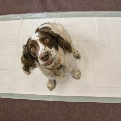 Toilet Training Wee Dog Pet 120 Extra Large Absorb Mat 2x4 Fleece Liner 150x80cm